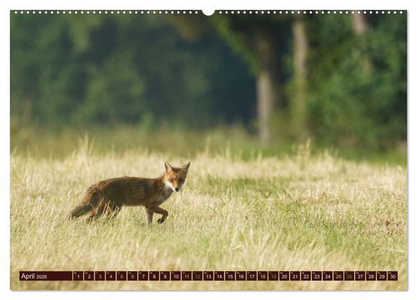 Produktbild: Zauberhafte Wesen - Reineke Fuchs und Meister Lampe (hochwertiger Premium Wandkalender 2026 DIN A2 quer), Kunstdruck in Hochglanz
