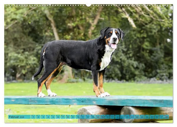 Produktbild: Gro&szlig;e Schweizer - Gigantische Sennenhunde (hochwertiger Premium Wandkalender 2026 DIN A2 quer), Kunstdruck in Hochglanz