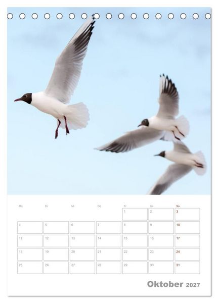 Produktbild: M&ouml;wen - die V&ouml;gel der K&uuml;ste (Tischkalender 2027 DIN A5 hoch), CALVENDO Monatskalender
