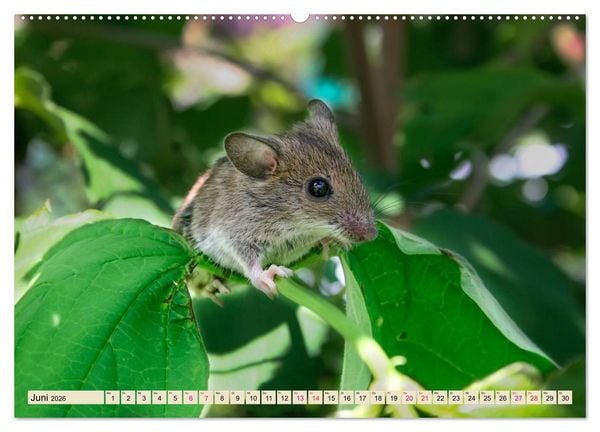 Produktbild: Kleiner Nager - Maus (hochwertiger Premium Wandkalender 2026 DIN A2 quer), Kunstdruck in Hochglanz