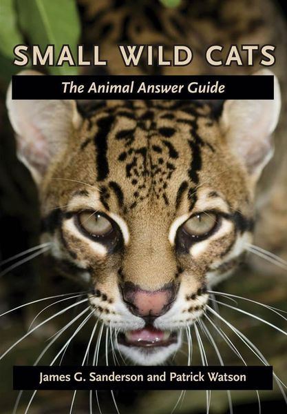 Produktbild: Small Wild Cats