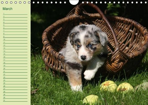 Produktbild: Puppies Birthday Calendar / UK-Version (Wall Calendar perpetual DIN A4 Landscape)