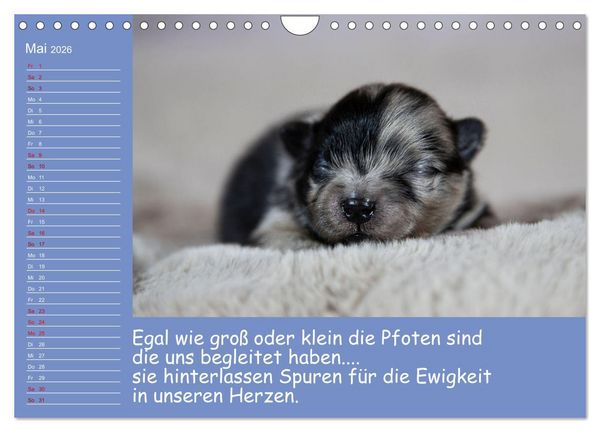 Produktbild: Drollige Tierkinder Mit Spr&uuml;chen (Wandkalender 2026 DIN A4 quer), CALVENDO Monatskalender