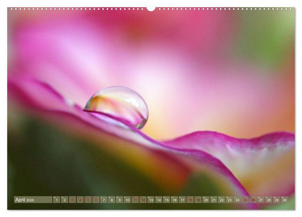 Produktbild: Magische Super-Makros (hochwertiger Premium Wandkalender 2026 DIN A2 quer), Kunstdruck in Hochglanz