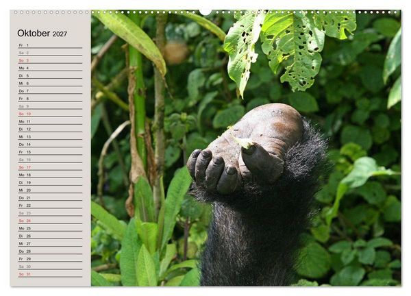 Produktbild: Berggorillas - die sanften Riesen (hochwertiger Premium Wandkalender 2027 DIN A2 quer), Kunstdruck in Hochglanz