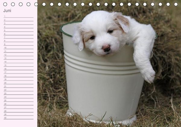 Produktbild: Border Collie-Welpen Geburtstagskalender (Tischkalender immerw&auml;hrend DIN A5 quer)