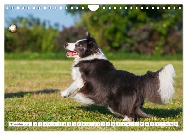 Produktbild: Border Collie - Das Universalgenie unter den Hunden (Wandkalender 2026 DIN A4 quer), CALVENDO Monatskalender