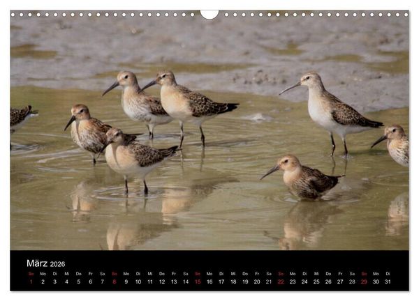 Produktbild: Limikolen Watv&ouml;gel auf dem Zug (Wandkalender 2026 DIN A3 quer), CALVENDO Monatskalender