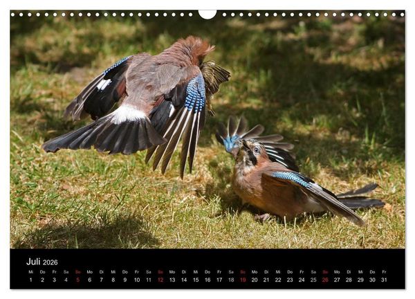 Produktbild: Eichelh&auml;her der Waldpolizist (Wandkalender 2026 DIN A3 quer), CALVENDO Monatskalender