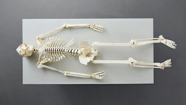 Produktbild: Build Your Own Human Skeleton &ndash; Life Size!