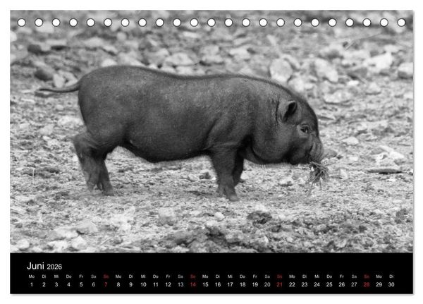 Produktbild: Das Leben der Schweine (Tischkalender 2026 DIN A5 quer), CALVENDO Monatskalender