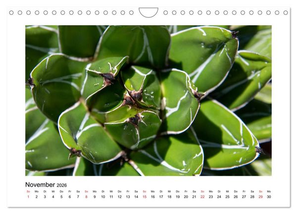 Produktbild: Kakteen und Sukkulenten (Wandkalender 2026 DIN A4 quer), CALVENDO Monatskalender