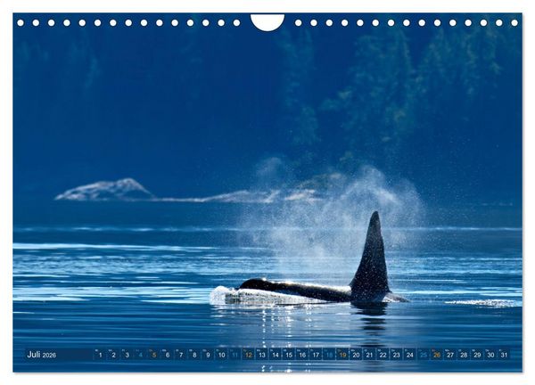 Produktbild: Big Five Australiens Buckelwal, Walhai, Orca, Quokka,K&auml;nguru (Wandkalender 2026 DIN A4 quer), CALVENDO Monatskalender
