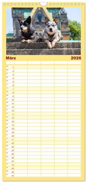 Produktbild: Familienplaner 2026 - Australian Cattle Dogs zwischen Kunst und Kultur mit 5 Spalten (Wandkalender, 21 x 45 cm) CALVENDO