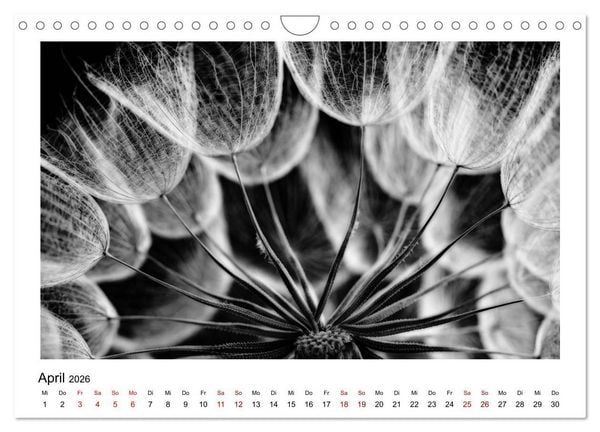 Produktbild: Die grafische Sch&ouml;nheit der Pflanzen &ndash; Schwarz-Wei&szlig; (Wandkalender 2026 DIN A4 quer), CALVENDO Monatskalender