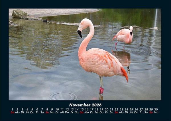 Produktbild: Der Tierkalender 2026 Fotokalender DIN A4