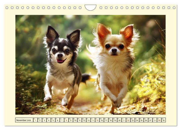 Produktbild: Reizende Chihuahuas. Winzige Hunde mit riesigem Ego und Grips (Wandkalender 2026 DIN A4 quer), CALVENDO Monatskalender