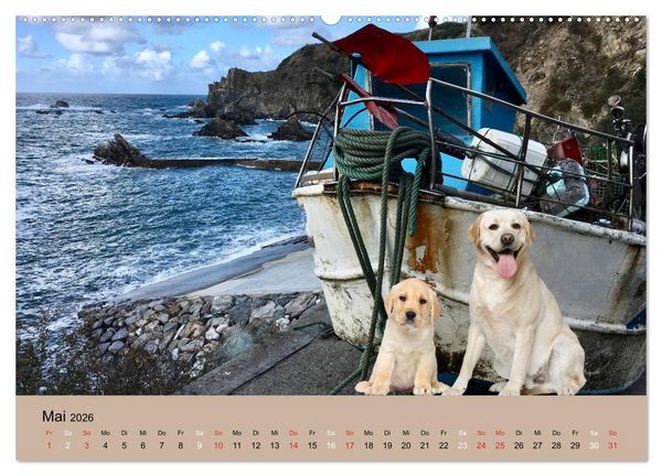 Produktbild: Labrador Retriever unsere Freunde (hochwertiger Premium Wandkalender 2026 DIN A2 quer), Kunstdruck in Hochglanz