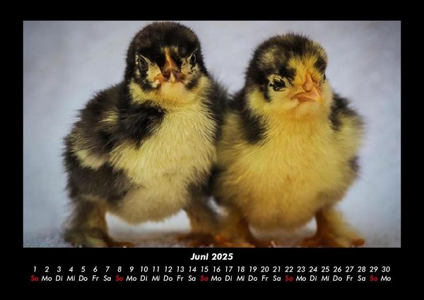 Produktbild: Enten 2025 Fotokalender DIN A3