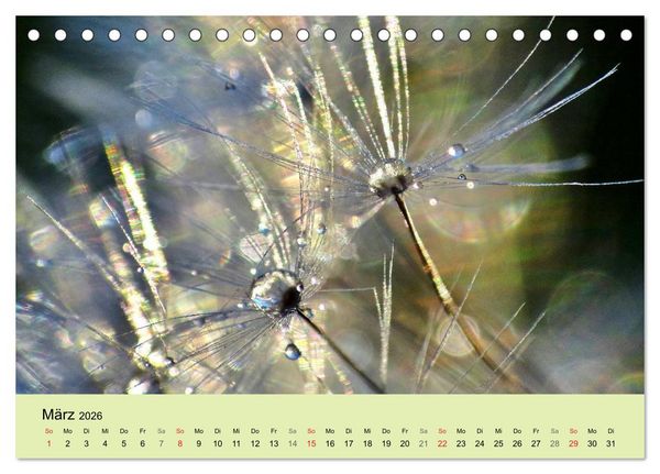 Produktbild: Naturjuwel Pusteblume (Tischkalender 2026 DIN A5 quer), CALVENDO Monatskalender