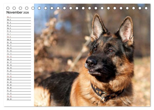 Produktbild: Deutsche Sch&auml;ferhunde - Senioren auf vier Pfoten (Tischkalender 2026 DIN A5 quer), CALVENDO Monatskalender