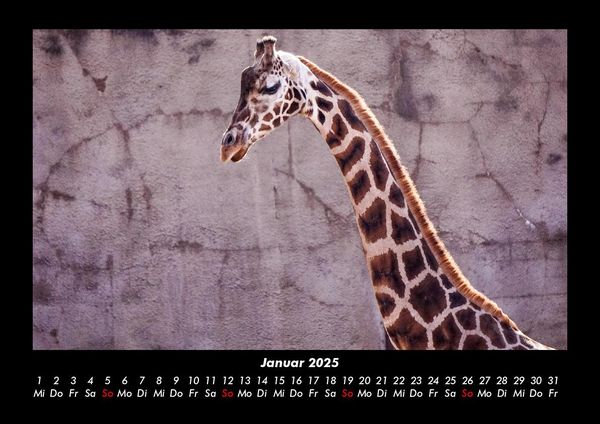 Produktbild: Giraffen 2025 Fotokalender DIN A3