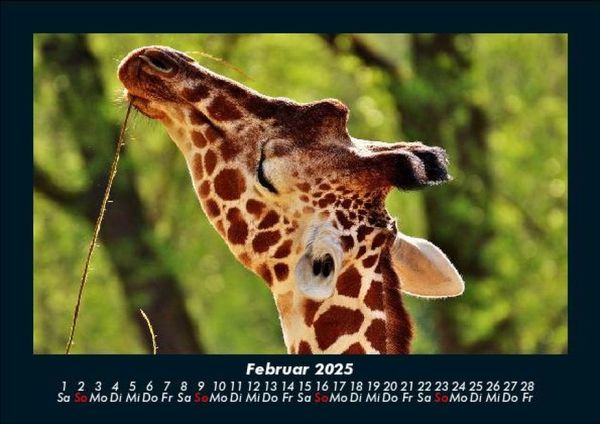 Produktbild: Giraffen 2025 Fotokalender DIN A5