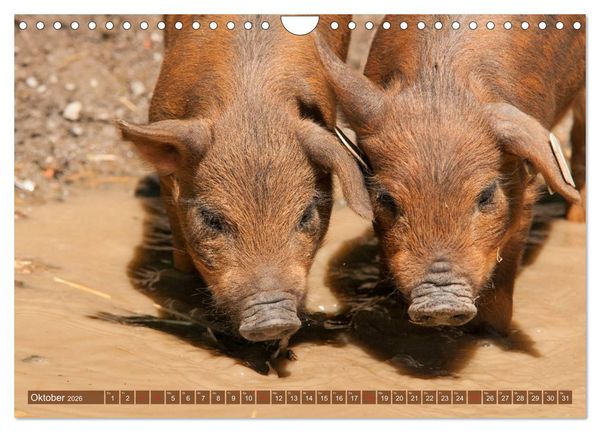 Produktbild: Gl&uuml;ckliche Schweine Berkshire-Iberico Ferkel (Wandkalender 2026 DIN A4 quer), CALVENDO Monatskalender