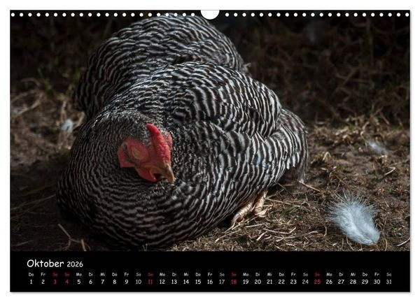 Produktbild: Gartenh&uuml;hner (Wandkalender 2026 DIN A3 quer), CALVENDO Monatskalender