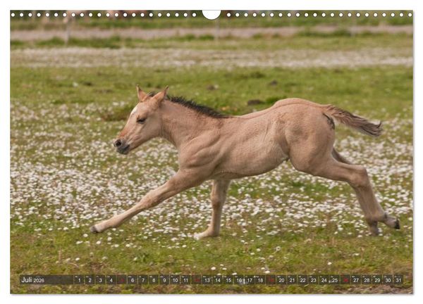 Produktbild: Fohlen - Lustige Pferdekinder (Wandkalender 2026 DIN A3 quer), CALVENDO Monatskalender