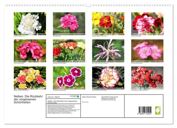 Produktbild: Nelken. Die R&uuml;ckkehr der vergessenen Sch&ouml;nheiten (hochwertiger Premium Wandkalender 2026 DIN A2 quer), Kunstdruck in Hochglanz
