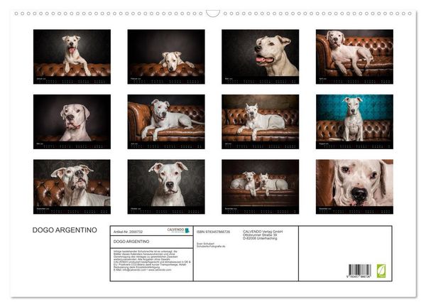 Produktbild: DOGO ARGENTINO (Wandkalender 2026 DIN A2 quer), CALVENDO Monatskalender