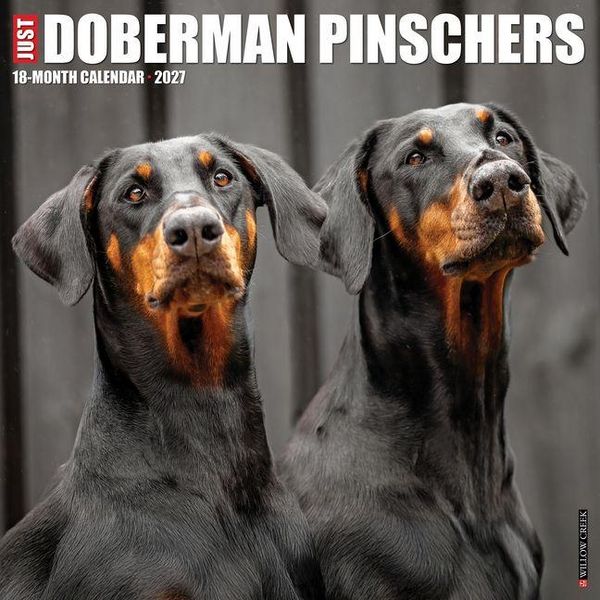 Produktbild: Doberman Pinschers 2027 12 X 12 Wall Calendar