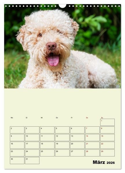 Produktbild: Lagotto Romagnolo - Der Tr&uuml;ffelhund Italiens - Planer (Wandkalender 2026 DIN A3 hoch), CALVENDO Monatskalender