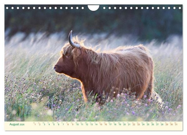 Produktbild: The Hairy Cow Calendar (Wall Calendar 2026 DIN A4 landscape), CALVENDO 12 Month Wall Calendar