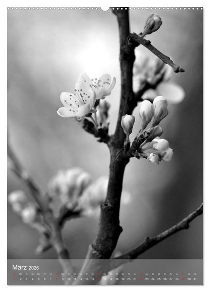 Produktbild: Monochrome Bl&uuml;ten - In Schwarz-Wei&szlig; Bildern durch das Jahr (hochwertiger Premium Wandkalender 2026 DIN A2 hoch), Kunstdruck in Hochglanz