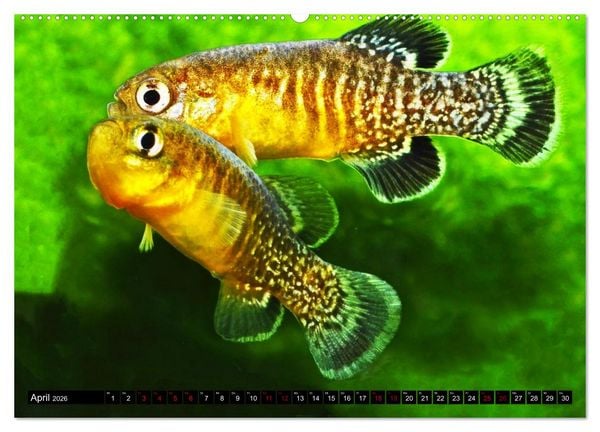 Produktbild: Outdoor-Aquaristik (hochwertiger Premium Wandkalender 2026 DIN A2 quer), Kunstdruck in Hochglanz