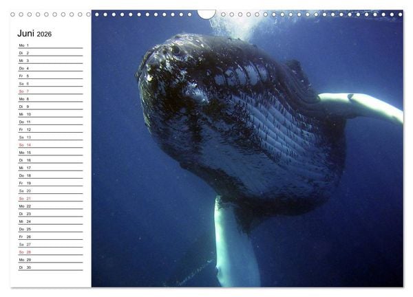 Produktbild: Wale. Kolosse der Meere (Wandkalender 2026 DIN A3 quer), CALVENDO Monatskalender