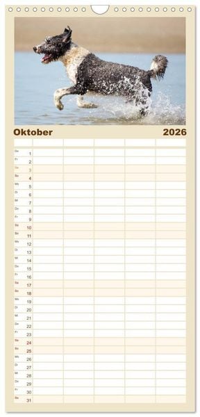 Produktbild: Familienplaner 2026 - Freunde auf vier Pfoten am Strand mit 5 Spalten (Wandkalender, 21 x 45 cm) CALVENDO