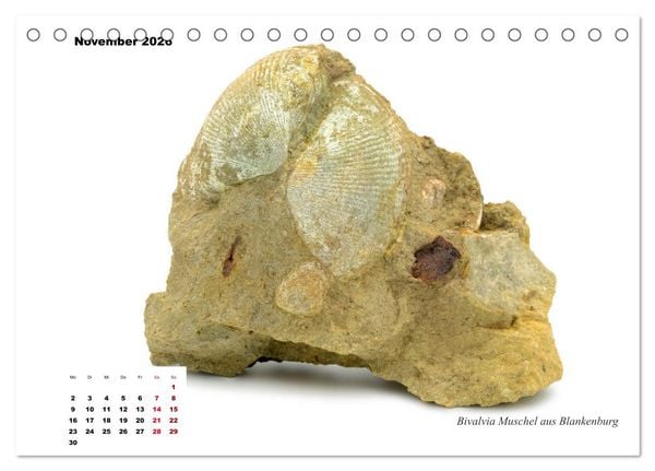 Produktbild: Fossilien - Ammoniten, Trilobiten, Erdgeschichte (Tischkalender 2026 DIN A5 quer), CALVENDO Monatskalender