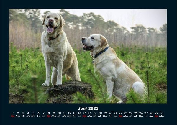 Produktbild: Hunde 2025 Fotokalender DIN A4
