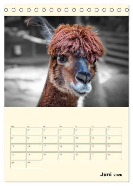 Produktbild: Putzige Alpakas (Tischkalender 2026 DIN A5 hoch), CALVENDO Monatskalender