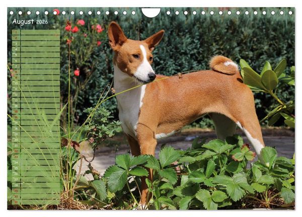 Produktbild: Basenji the African Barkless Dog (Wall Calendar 2026 DIN A4 landscape), CALVENDO 12 Month Wall Calendar