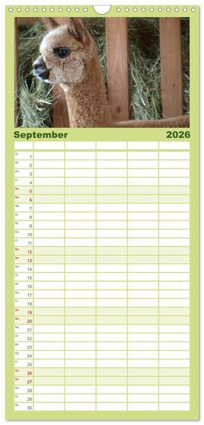 Produktbild: Familienplaner 2026 - Alpakas zum Verlieben mit 5 Spalten (Wandkalender, 21 x 45 cm) CALVENDO