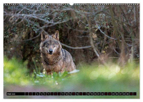 Produktbild: Le loup: l'esprit sauvage (Calendrier mural 2026 DIN A2 vertical) calendrier de bureau