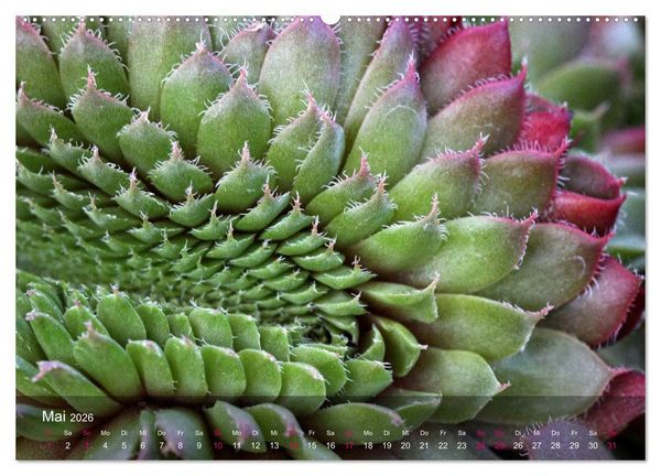 Produktbild: Sukkulenten in Haus und Garten (Wandkalender 2026 DIN A2 quer), CALVENDO Monatskalender