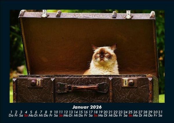 Produktbild: F&uuml;r Katzenfreunde 2026 Fotokalender DIN A5