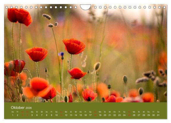 Produktbild: Mohnblumen Romantik (Wandkalender 2026 DIN A4 quer), CALVENDO Monatskalender