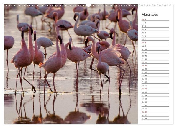 Produktbild: Flamingo Impressionen 2026 (Wandkalender 2026 DIN A2 quer), CALVENDO Monatskalender