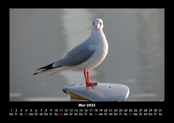 Produktbild: Vogelparadies 2025 Fotokalender DIN A3